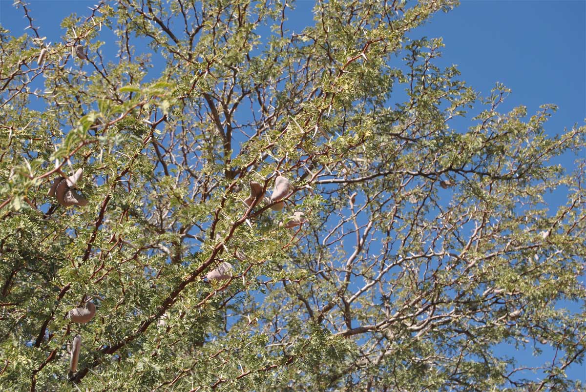 Image of Vachellia erioloba specimen.