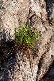 Carex capillaris. Отцветшее(?) растение на сыром замшелом уступе скалы. Мурманская обл., Кольский р-н, окр. пос. Дальние Зеленцы, окр. Столбового озера, скалистый склон северной экспозиции небольшой сопки. 30.07.2017.