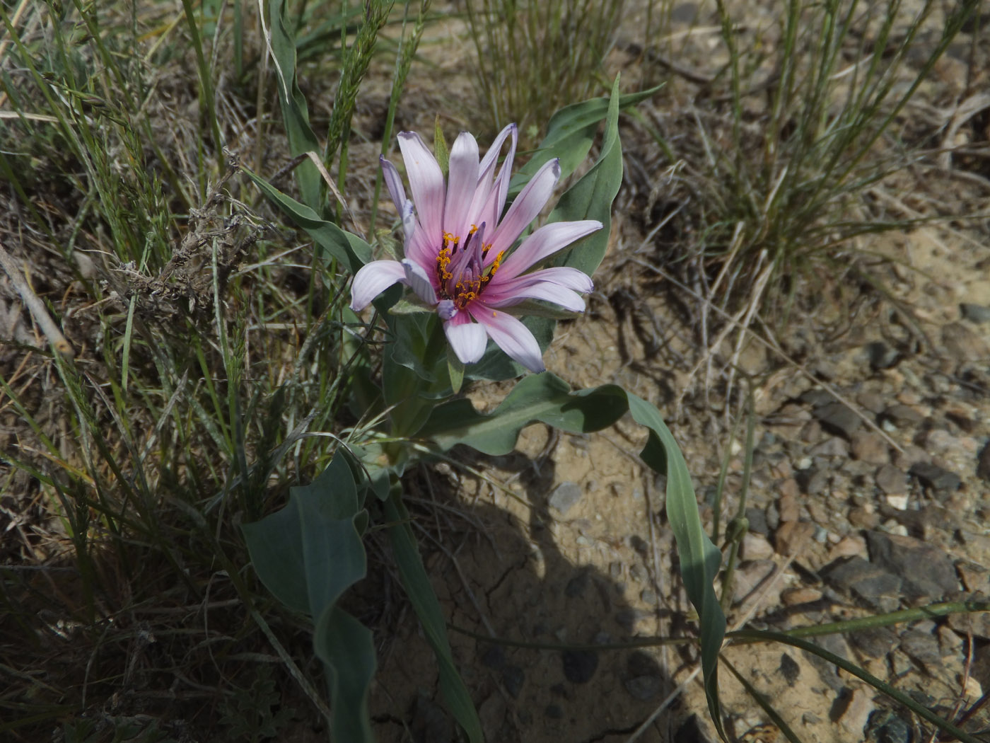 Изображение особи род Tragopogon.