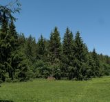 Picea abies. Взрослые деревья. Крым, Долгоруковская яйла, в посадках. 03.06.2018.