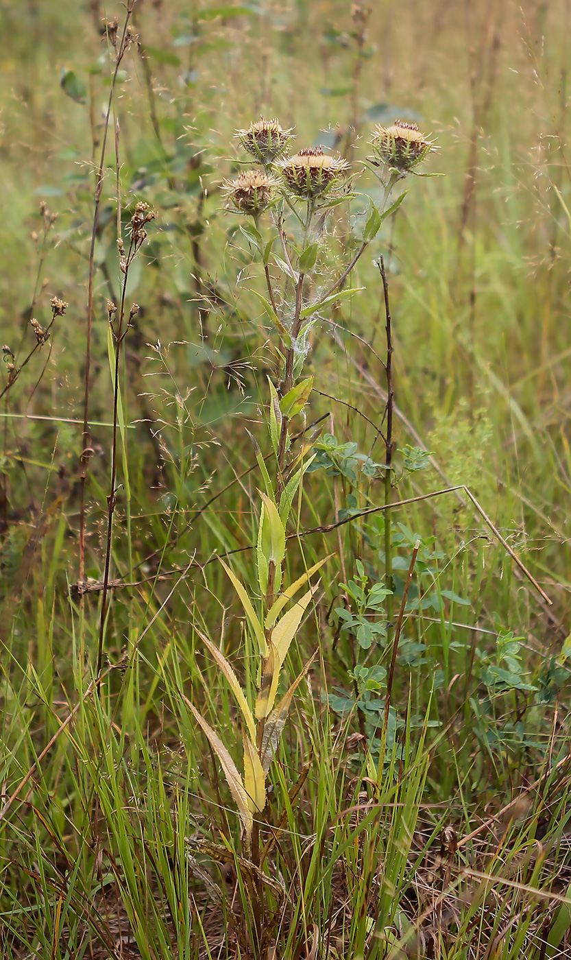 Изображение особи Carlina vulgaris.