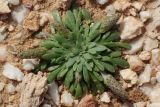 Plantago weldenii