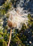 Dryas punctata. Верхушка побега с плодом. Чукотка, Билибинский р-н, напротив рудника Каральвеем, склон сопки, тундра. 12.07.2018.