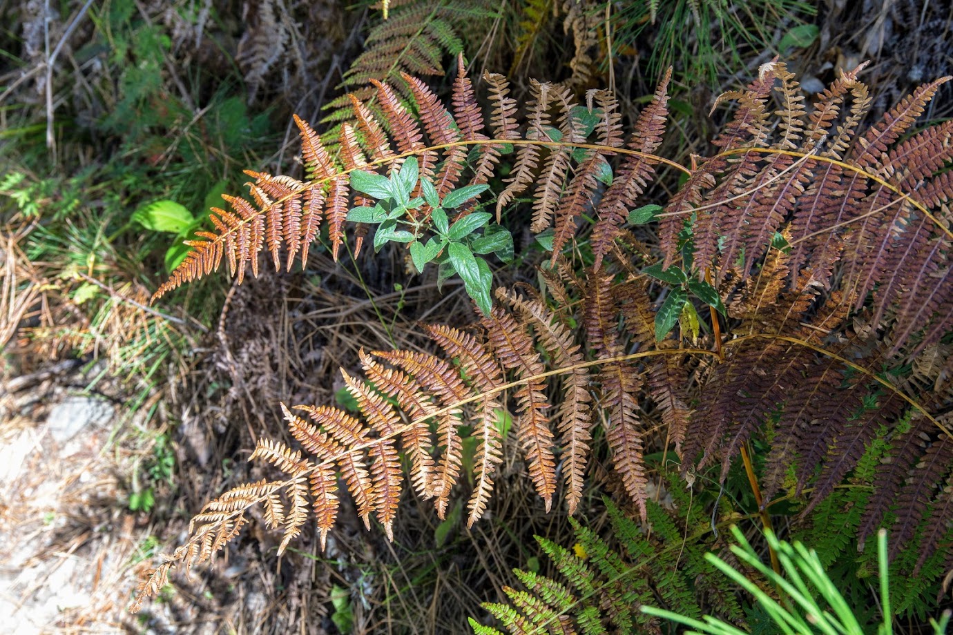 Изображение особи Pteridium tauricum.