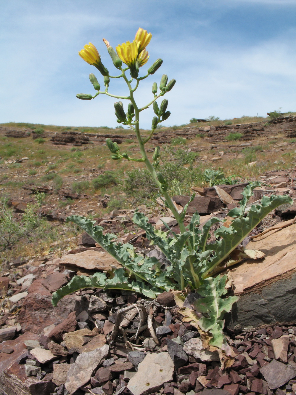 Изображение особи Steptorhamphus crambifolius.