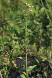 Arabis pendula