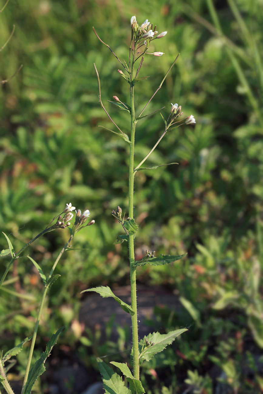 Image of Arabis pendula specimen.