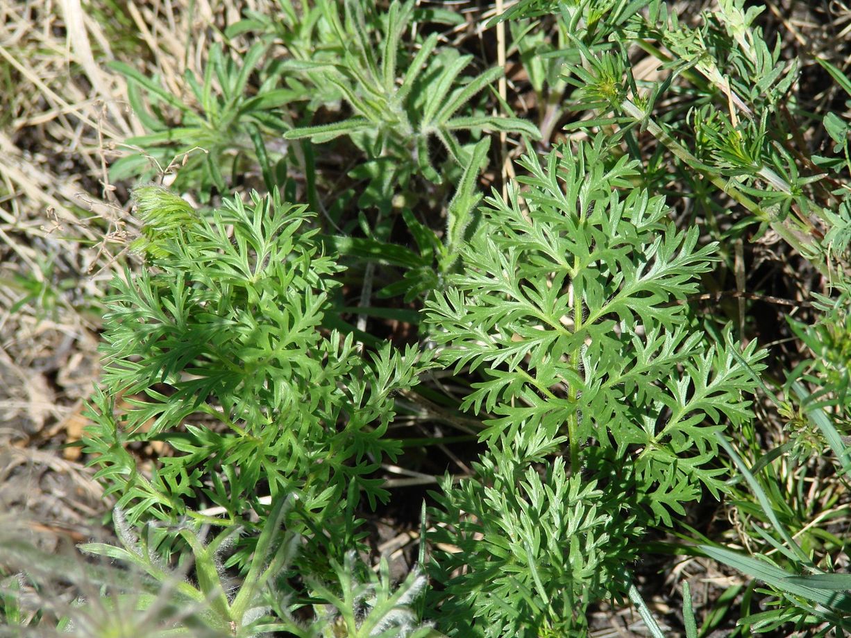 Изображение особи Pulsatilla turczaninovii.