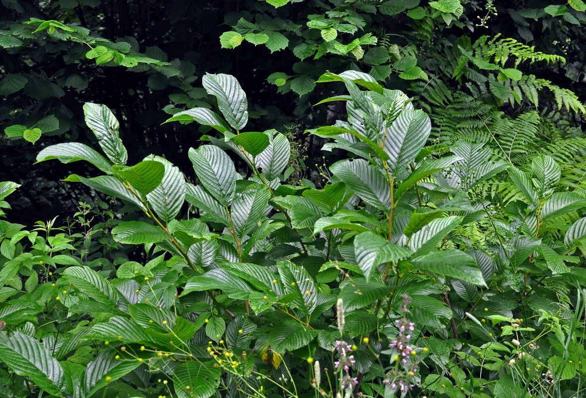 Изображение особи Rhamnus alpina ssp. fallax.
