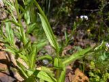 Myosotis palustris