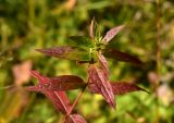 Lythrum salicaria. Верхушка побега с листьями в осенней окраске. Марий Эл, г. Йошкар-Ола, Сосновая роща, заливаемый участок поляны. 04.10.2020.