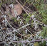 Artemisia sericea