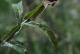 Centaurea iberica