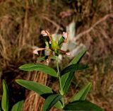 Hypericum ascyron