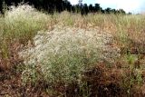 Gypsophila paniculata