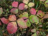 Rubus saxatilis. Листья в осенней окраске. Тверская обл., Кимрский р-н, окр. дер. Устиново, сосново-еловый бор. 27.09.2022.