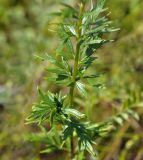 Thalictrum amurense. Средняя часть побега. Приморский край, г. Владивосток, о. Русский, бух. Ахлёстышева, прибрежный луг. 31.07.2023.