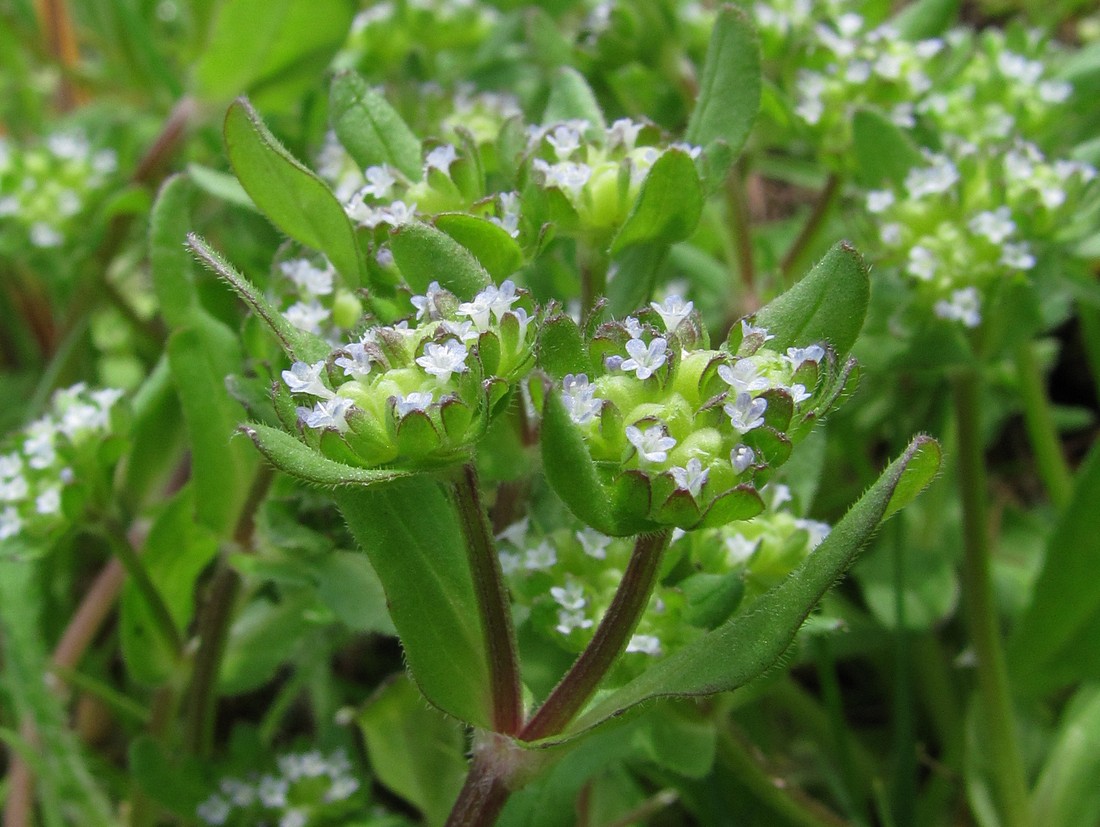 Изображение особи Valerianella turgida.