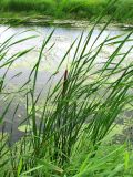 Typha angustifolia