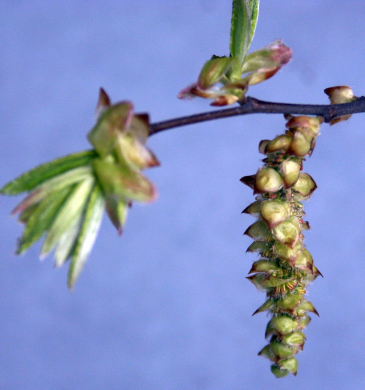 Изображение особи Carpinus betulus.