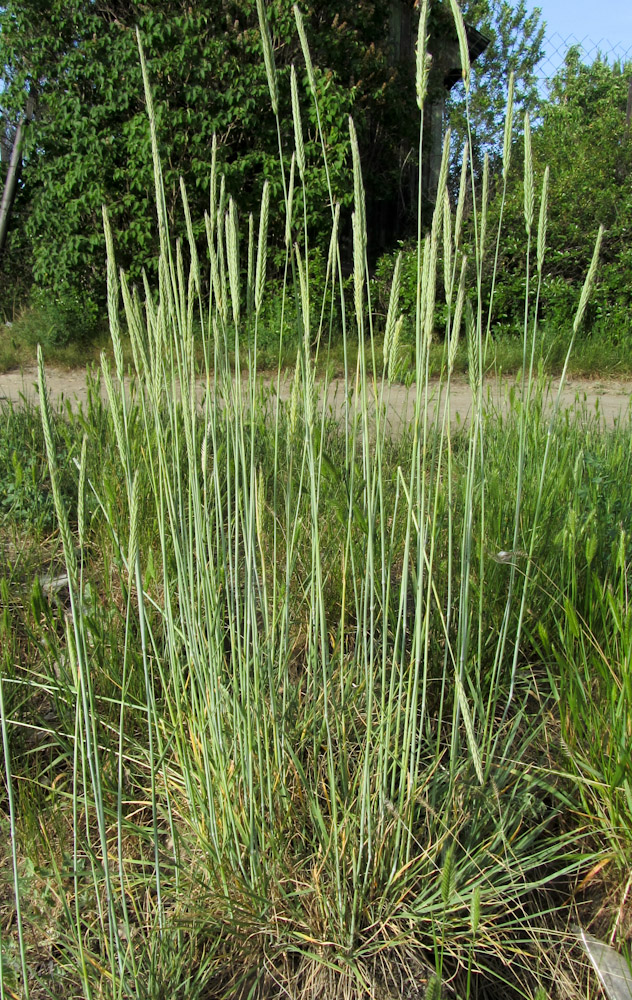 Изображение особи Psathyrostachys juncea.