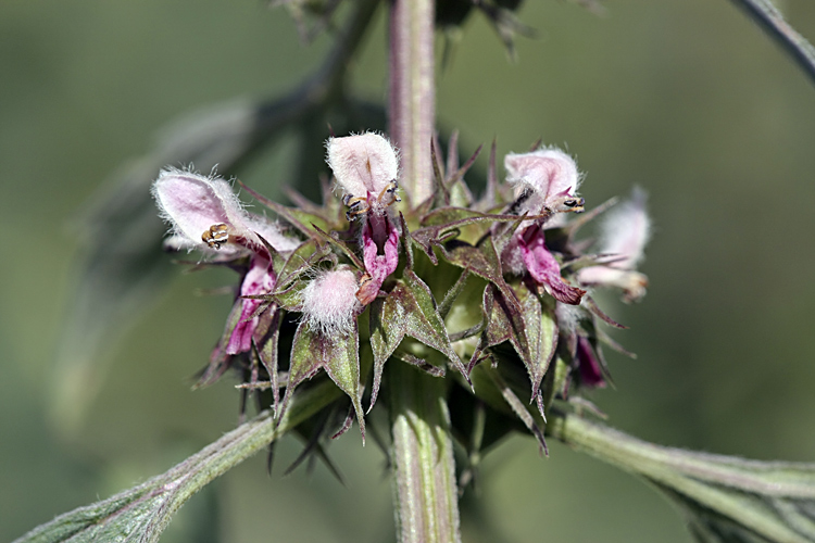 Изображение особи Leonurus turkestanicus.