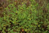 Potentilla ruthenica