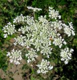 Daucus carota