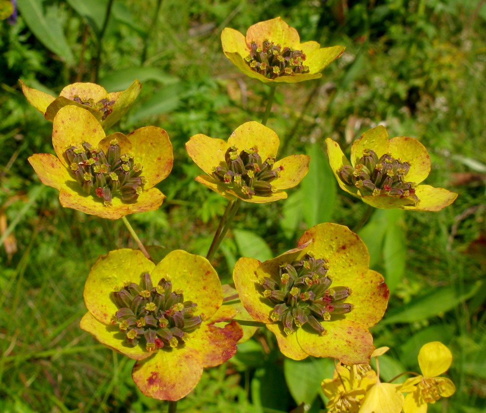 Изображение особи Bupleurum aureum ssp. porfirii.