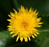 Sonchus oleraceus