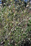 Cotoneaster oliganthus