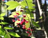 Euonymus macropterus