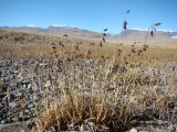 Carex atrofusca