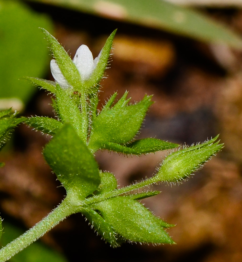 Изображение особи Arenaria leptoclados ssp. viscidula.