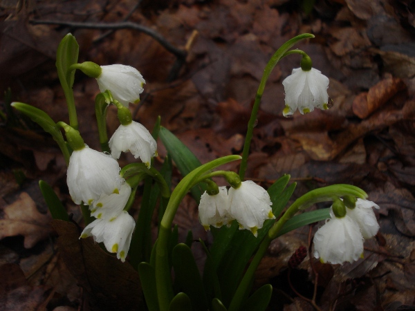 Изображение особи Leucojum vernum.