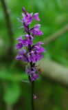 Dactylorhiza fuchsii. Соцветие. Тверская обл., Пеновский р-н, опушка сухого соснового леса. 11.07.2009.