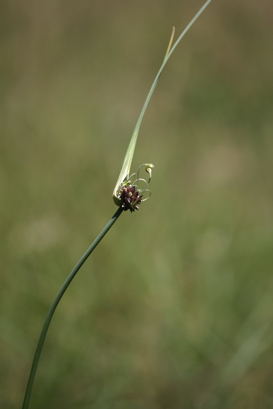 Изображение особи Allium oleraceum.