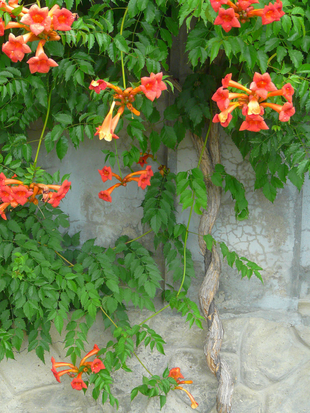 Изображение особи Campsis radicans.