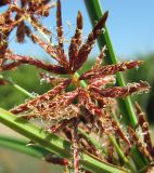 Cyperus badius. Часть соцветия. Абхазия, Гагрский р-н, окр. г. Пицунда, близ оз. Инкит. 11.06.2012.