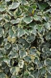 Hedera разновидность variegata