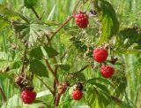 Rubus idaeus. Плоды и листья. Иркутская обл., Иркутский р-н, окр. пос. Марково, опушка леса. 13.08.2014.