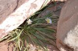 Taraxacum leucanthum