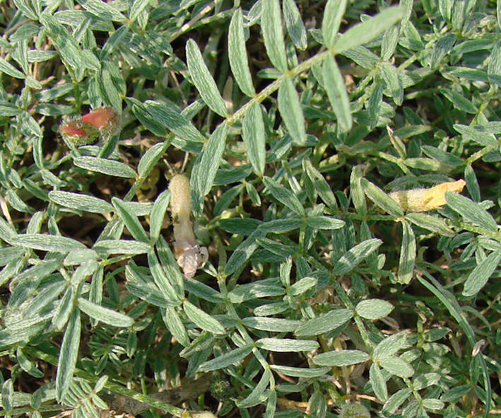 Изображение особи Astragalus lenensis.