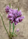 Allium schoenoprasum. Соцветие. Якутия (Саха), Алданский р-н, окр. пос. Тобук, пойма р. Алдан. 20.06.2012.