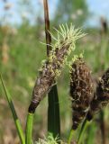 Eriophorum angustifolium