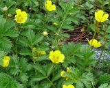 Potentilla anserina подвид groenlandica. Цветки и листья. Мурманская обл., Североморский р-н, берег Кольского залива в р-не губы Грязной. Июль 2008 г.