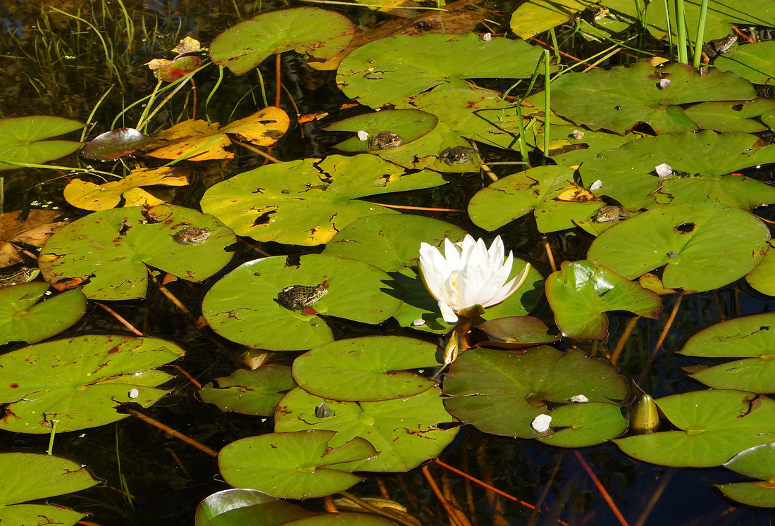 Изображение особи Nymphaea alba.