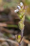 Euphrasia krylovii