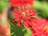 Zinnia elegans. Соцветие. Южный берег Крыма, Никитский ботанический сад, в культуре. 22 августа 2015 г.