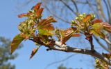 Crataegus ellwangeriana